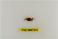 藏品(黃灰澤蟹)的圖片